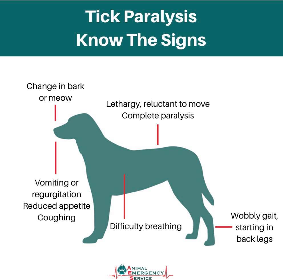 Officially, paralysis tick... - Racecourse Road Vet Hospital