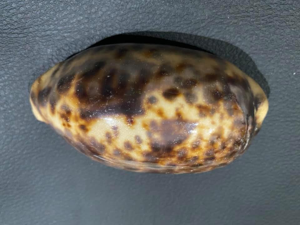 Nauti Diva - Shells & Nautical