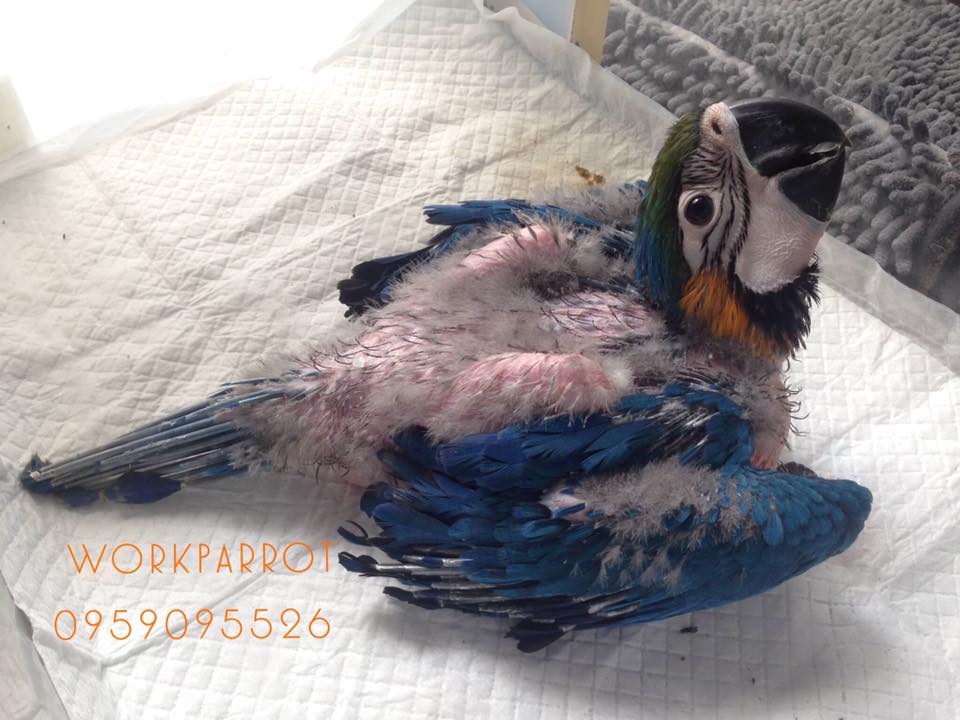 Work Parrot - ประกาศมี ลูกป้อน 2รายการมาจำหน่ายครับ... | Facebook