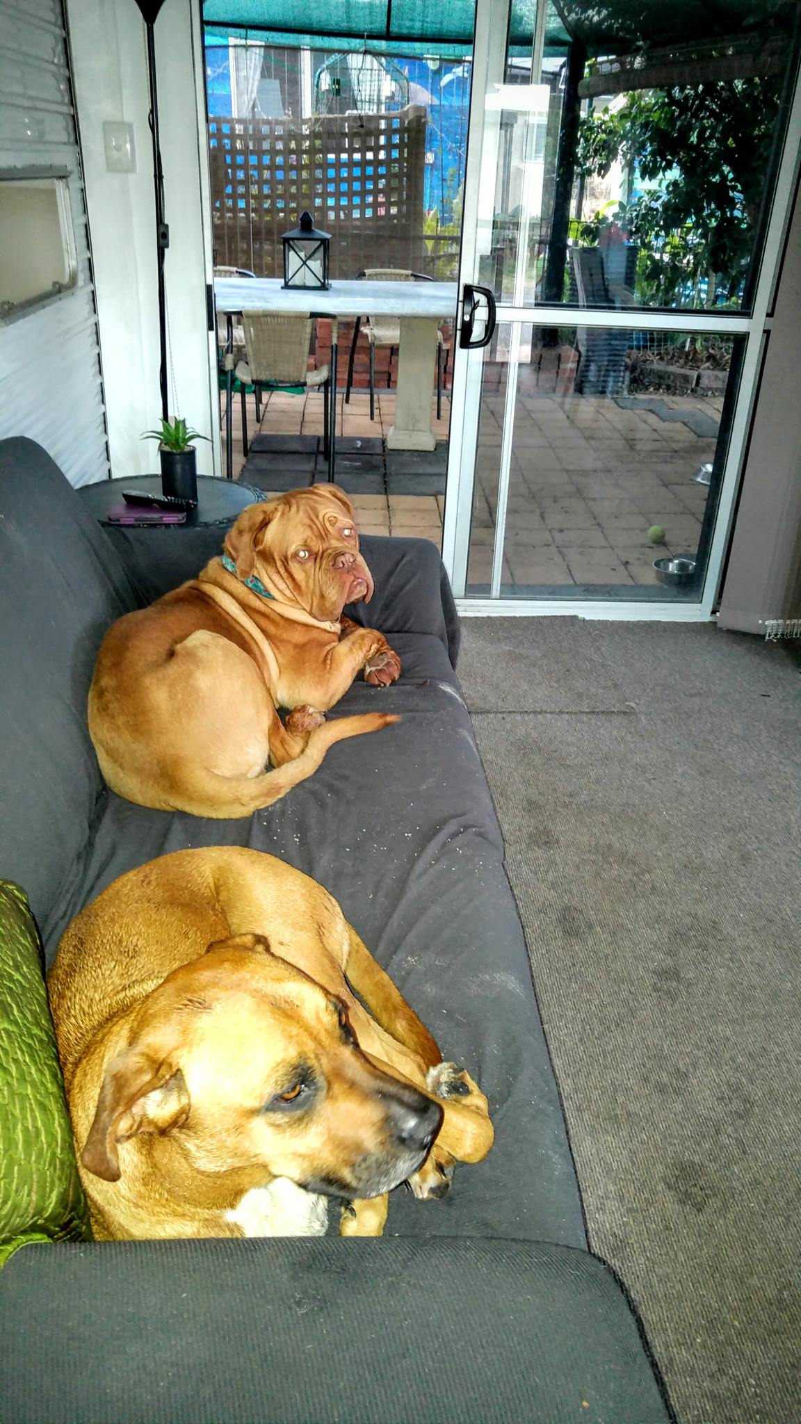 Help bring Simba home