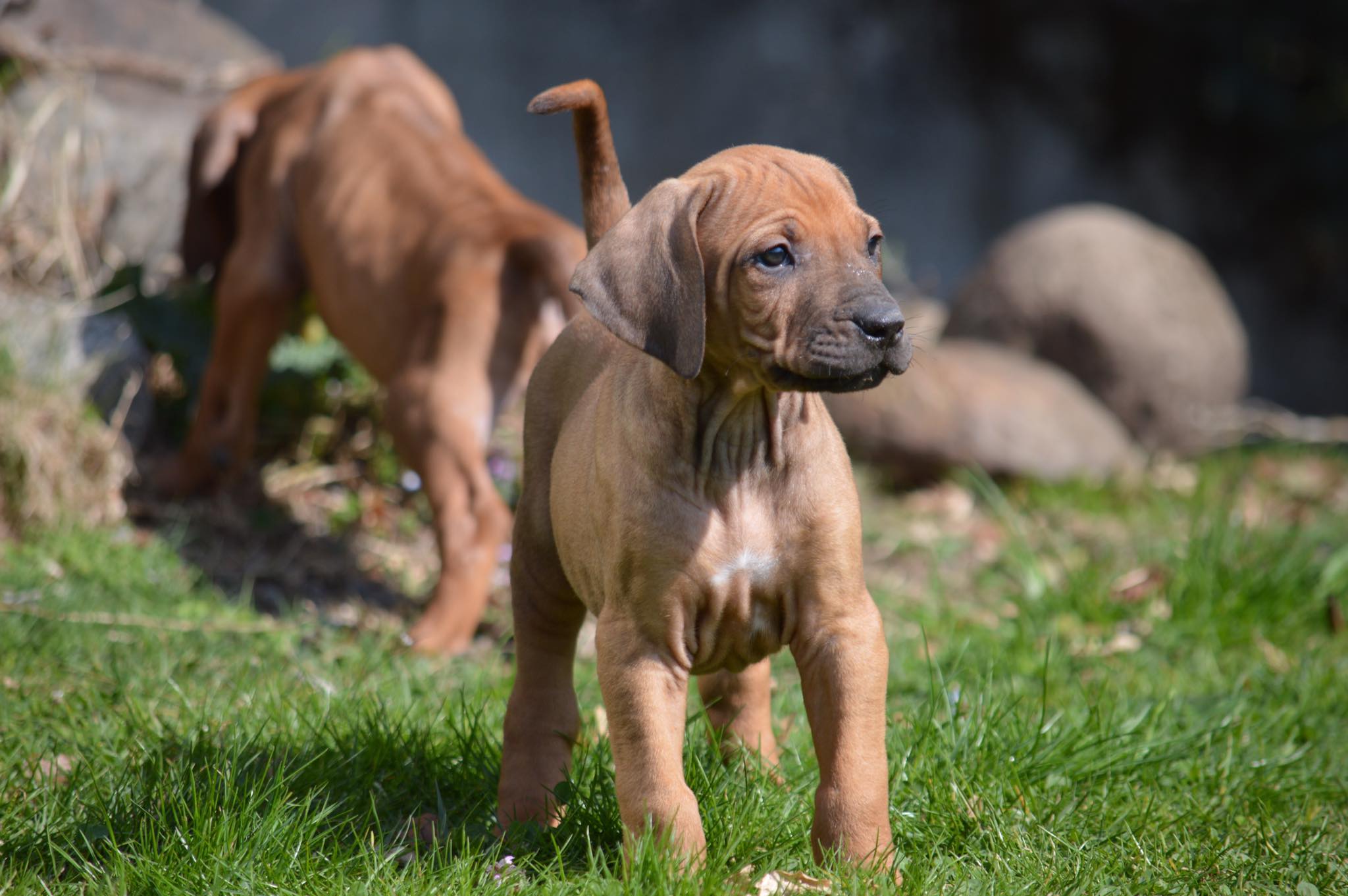 Cocker Spaniel & Rhodesian Ridgeback Delle Quattro Lune