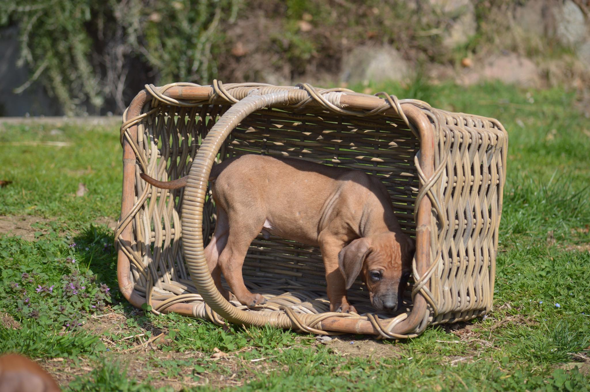 Cocker Spaniel & Rhodesian Ridgeback Delle Quattro Lune
