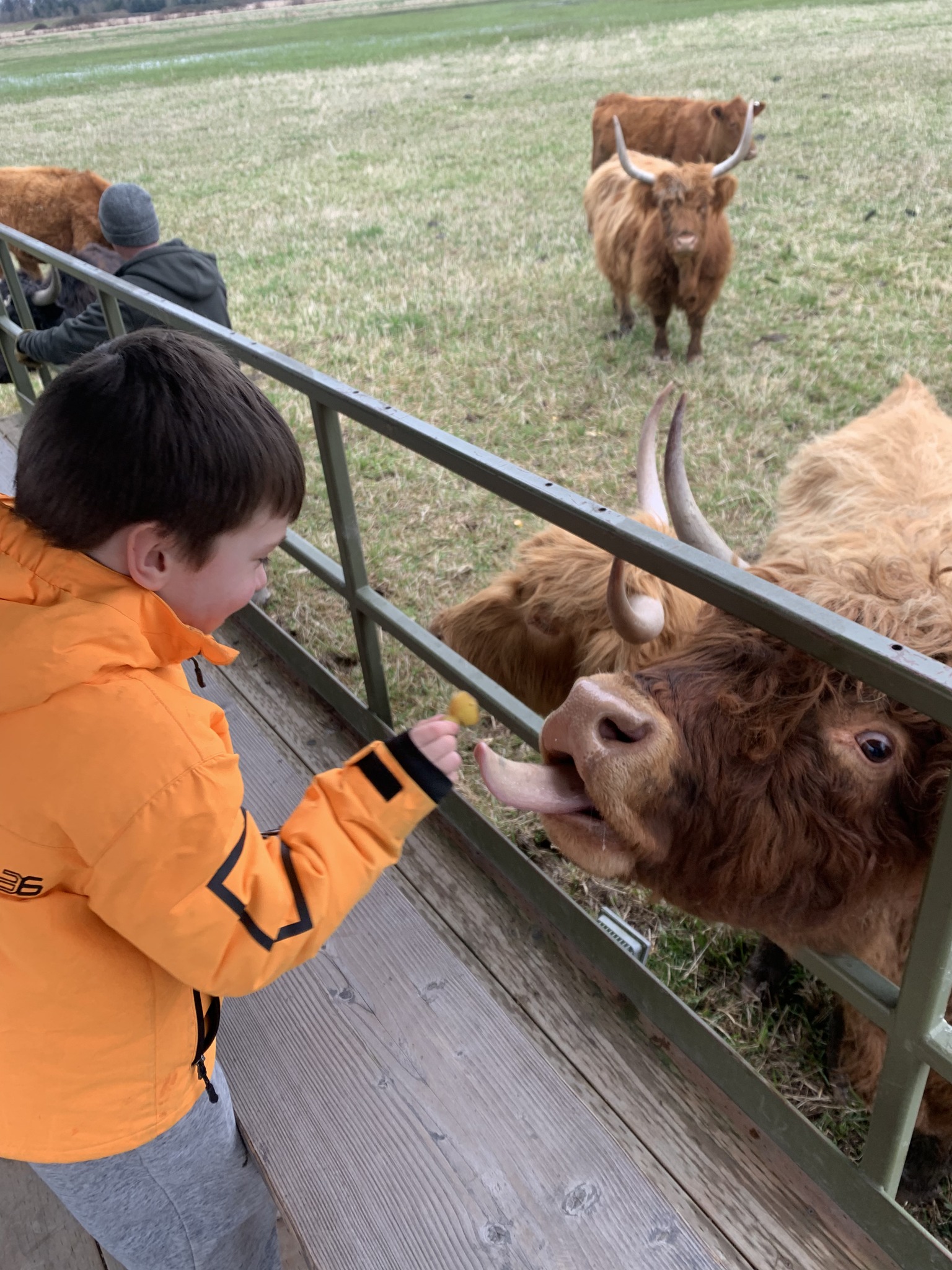 Interactive Farm Experience: Meet Highland cows, reindeer, and more!