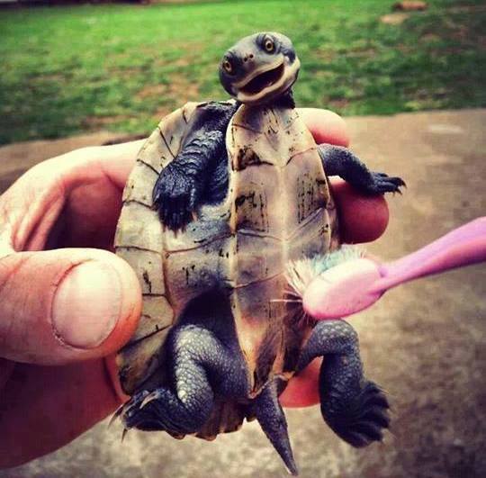 IFLScience - Happy world turtle day! This adorable little guy seems to ...