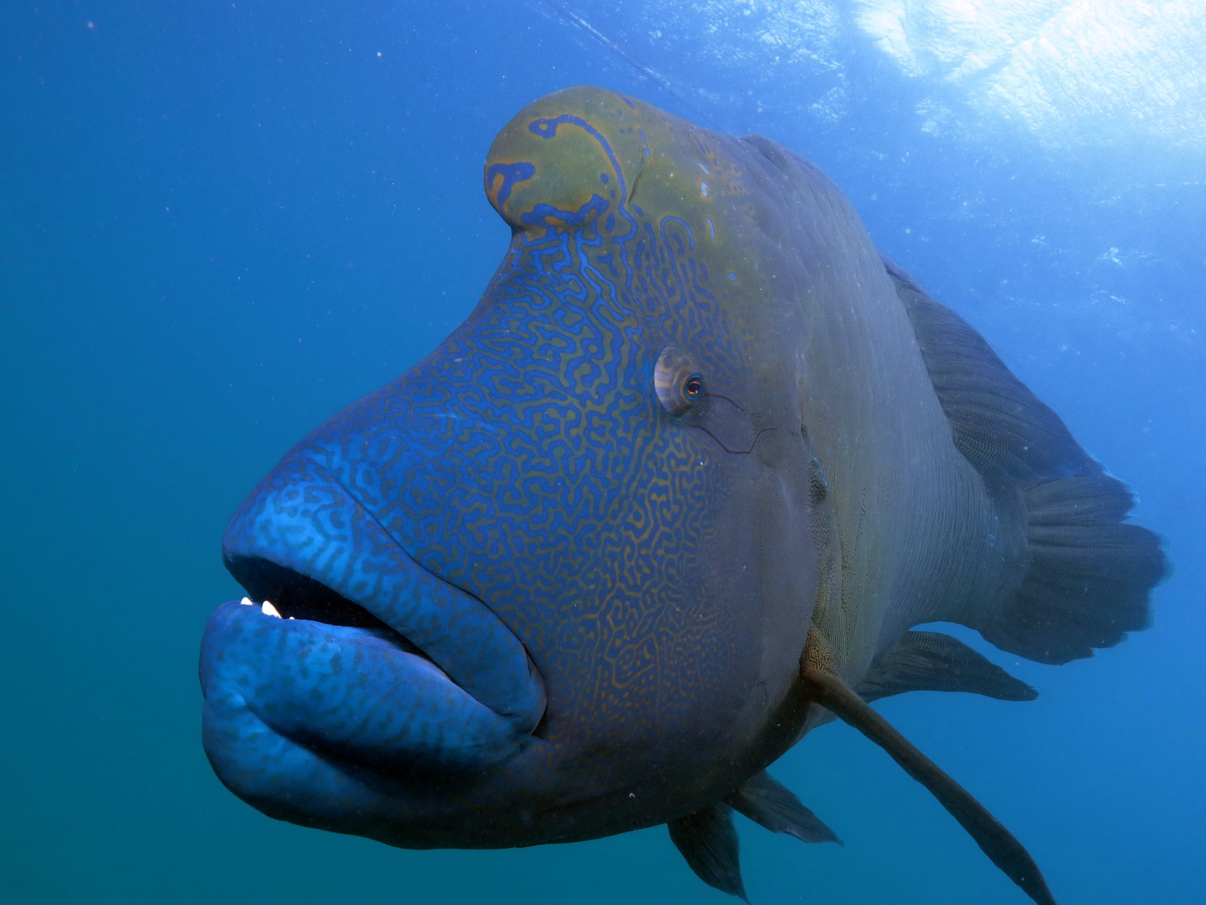 Great Adventures - Green Island and Great Barrier Reef Cruises - Meet ...