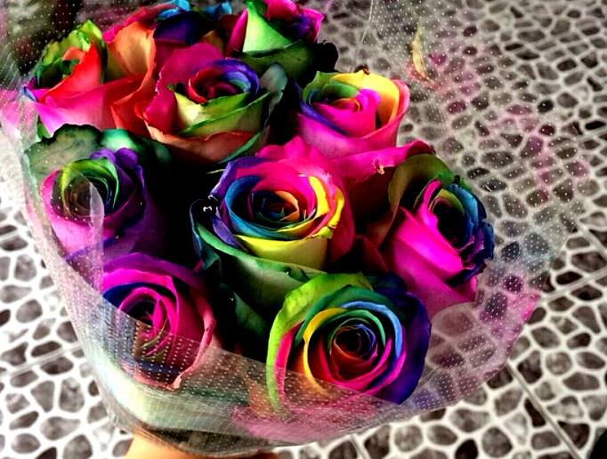 Rainbow Rose Seeds Shop | Jakarta