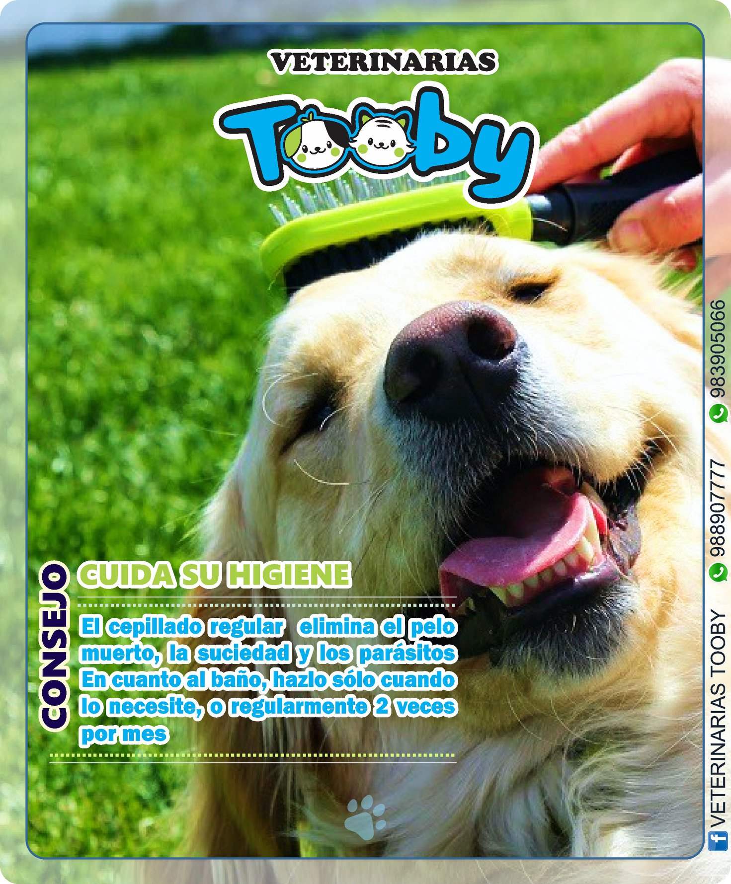 🐶🐱El cepillado del pelaje es un... - Veterinarias TOOBY | Facebook