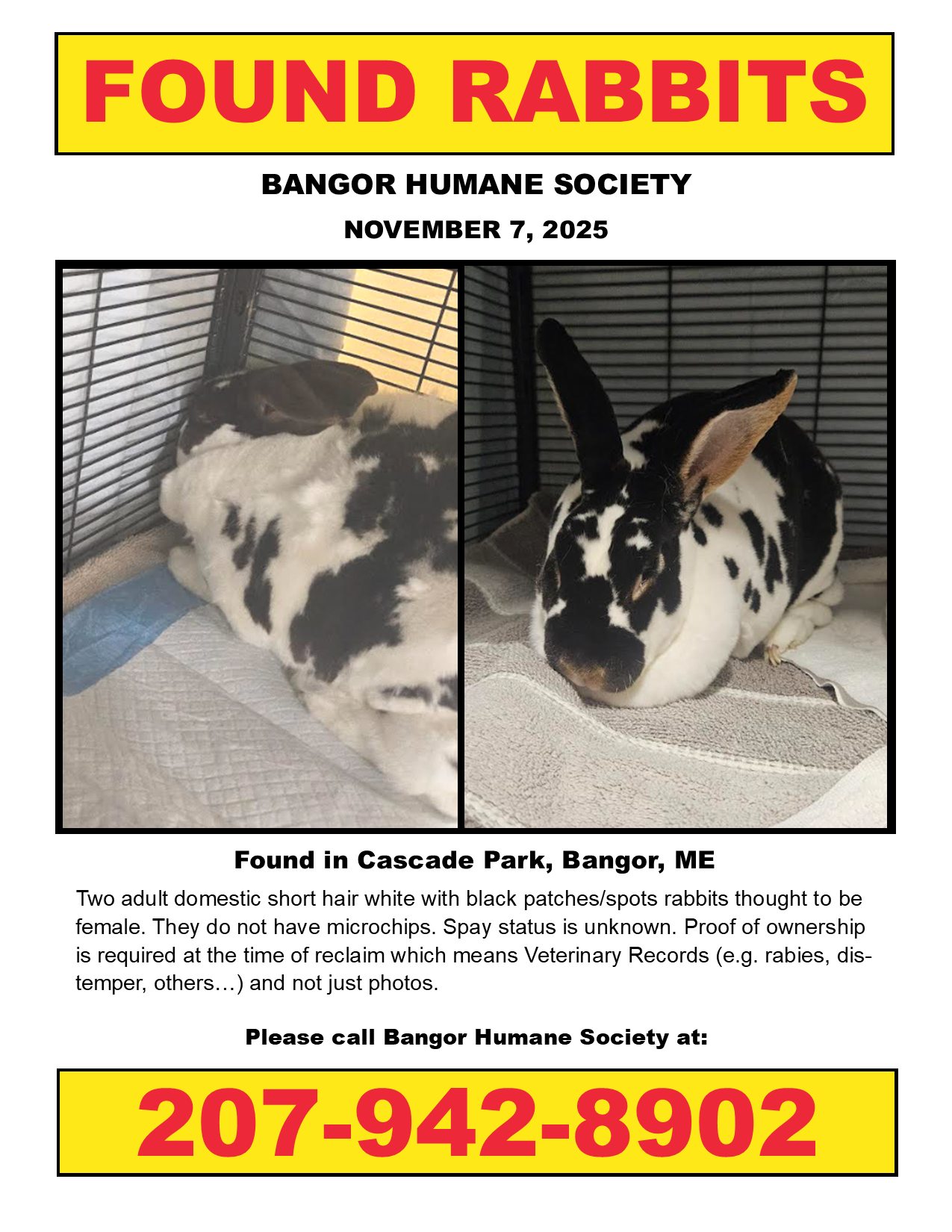 Maine - FOUND RABBITS - BANGOR, ME - Found in Cascade Park. Currently ...
