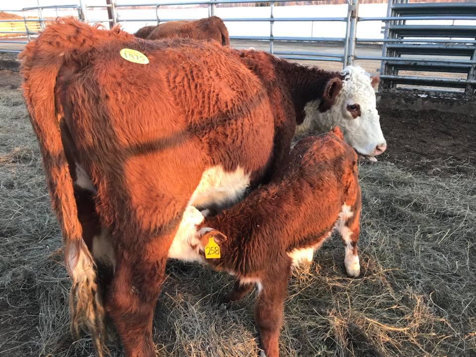 Premium Diet Program 3本セット Equity's Lomira Market will be having a feeder cattle AND Special