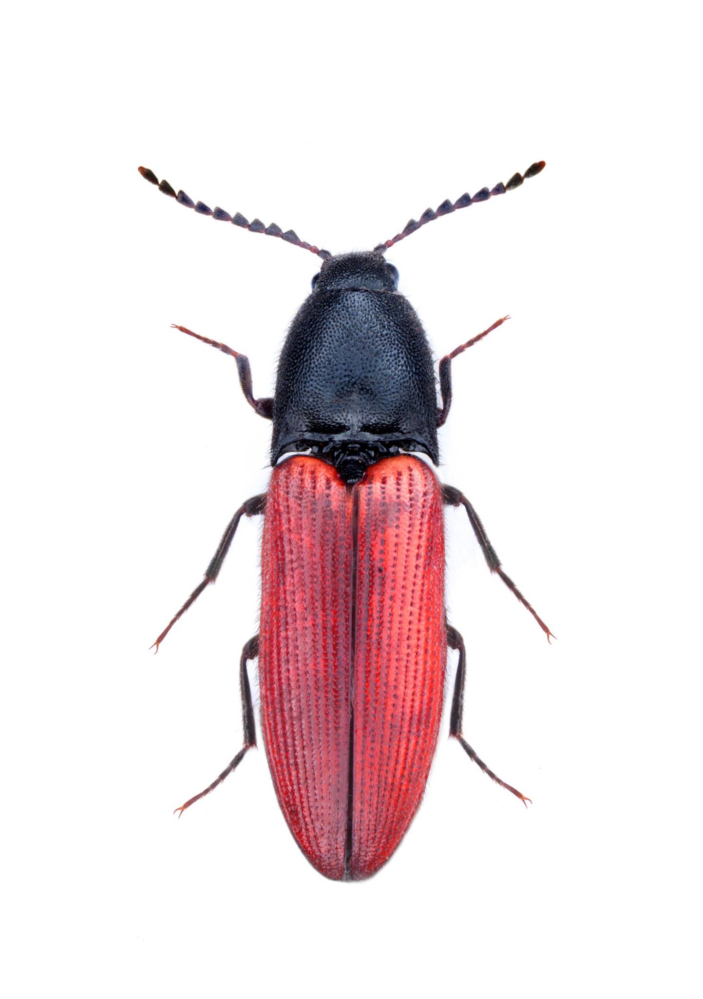 The Cardinal Click Beetle was... - Hatfield Forest NT