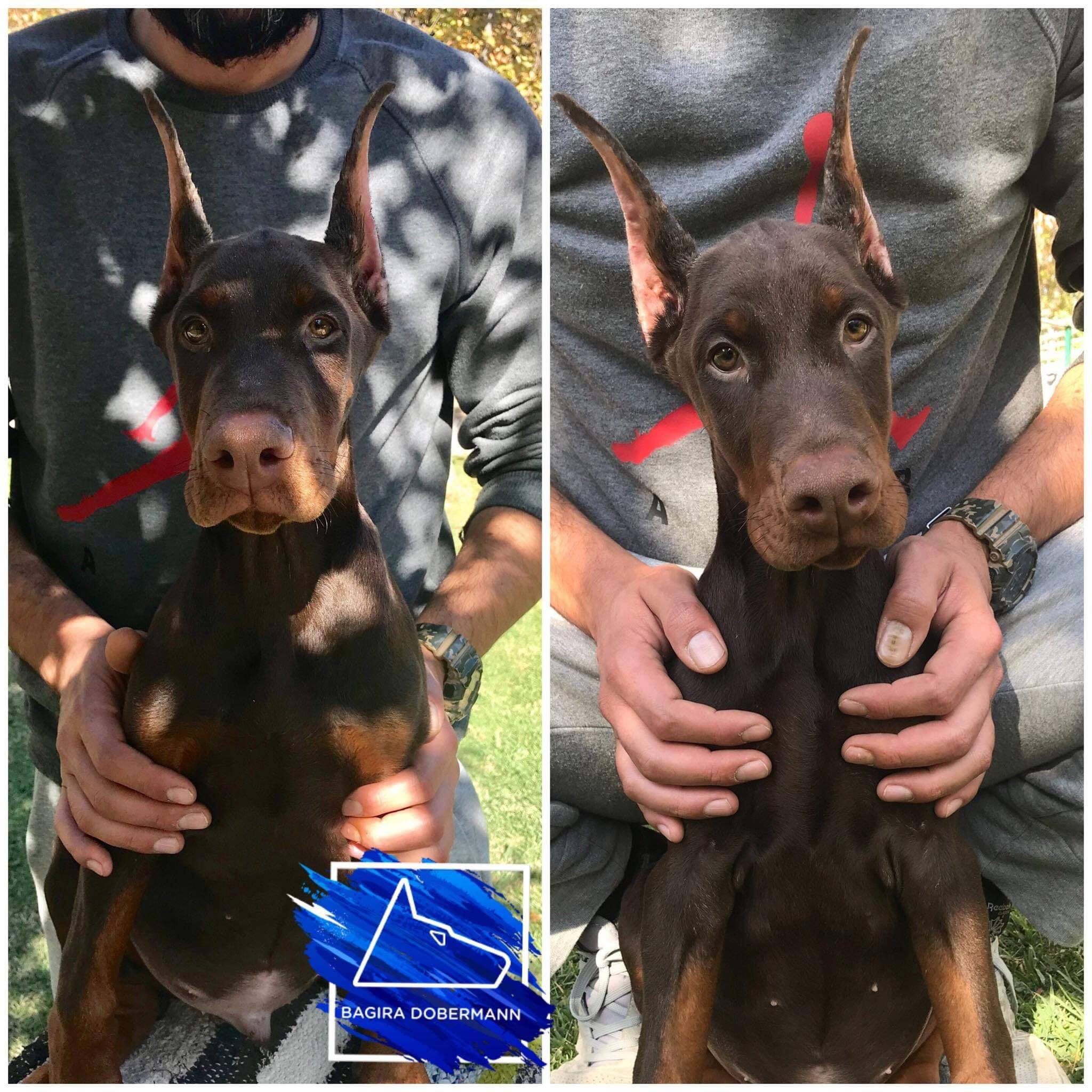 Dobermann Oreilles Et Queue Non Coupees