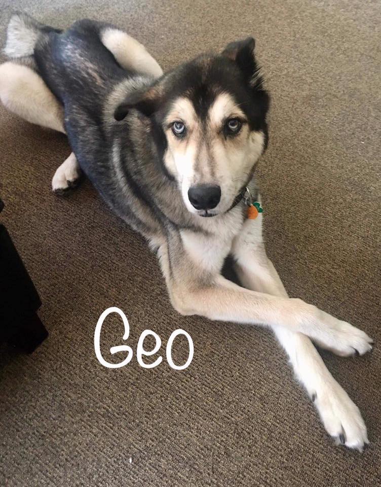 Our handsome boy Geo is still... - Paws Across Pittsburgh