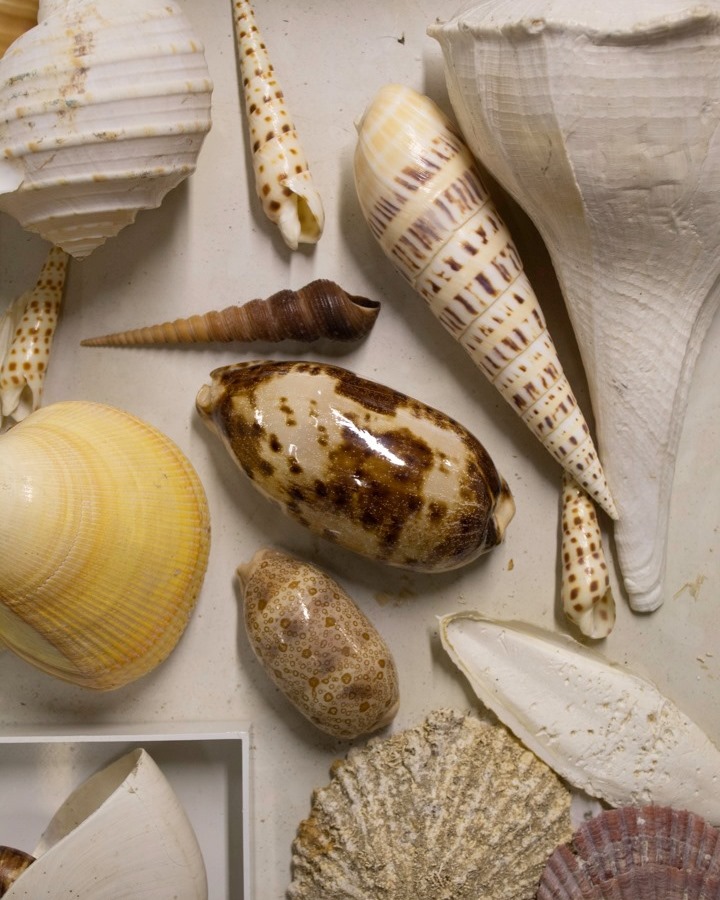 KwaZulu-Natal - Molluscs come in all shapes and sizes, and produce ...