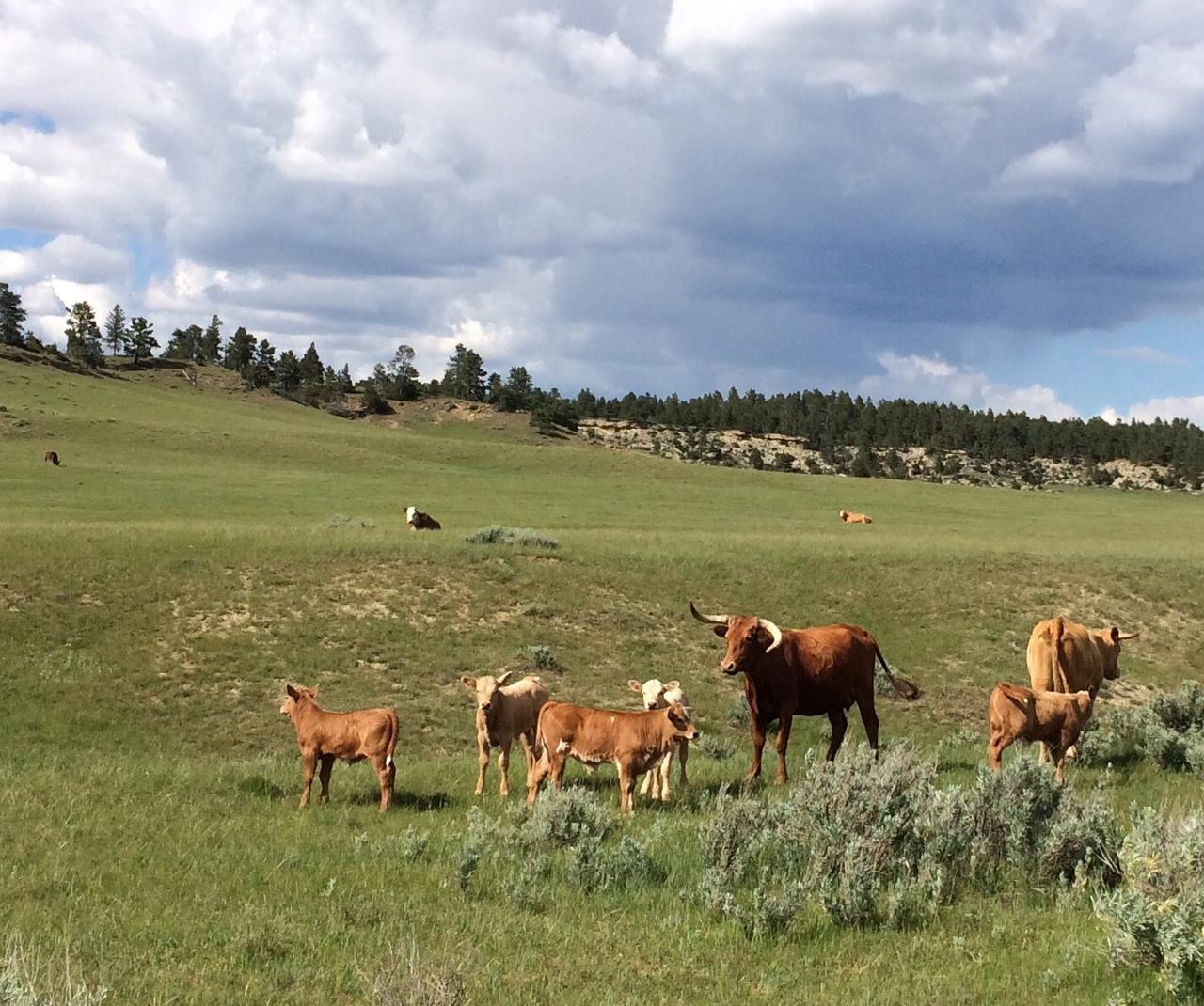 We just received this... Some more... - DeBruycker Charolais | Facebook