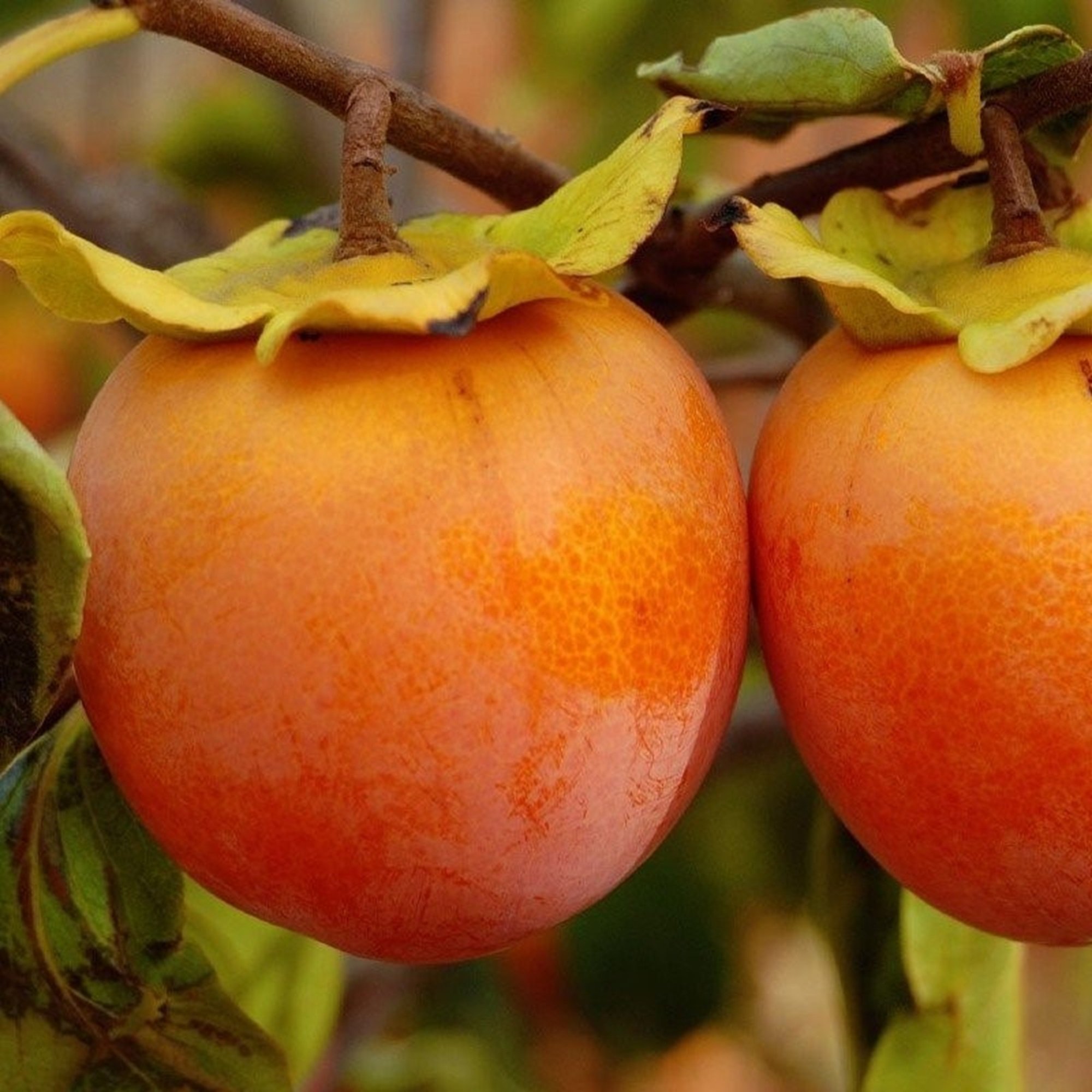Fuyu Persimmon Tree (2-3 feet tall, 1 gall pot) - Plants & Seedlings ...