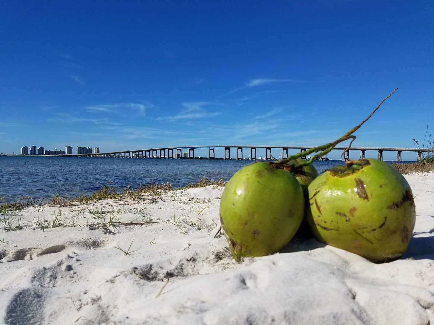 Coco Rico Farms | Destin FL