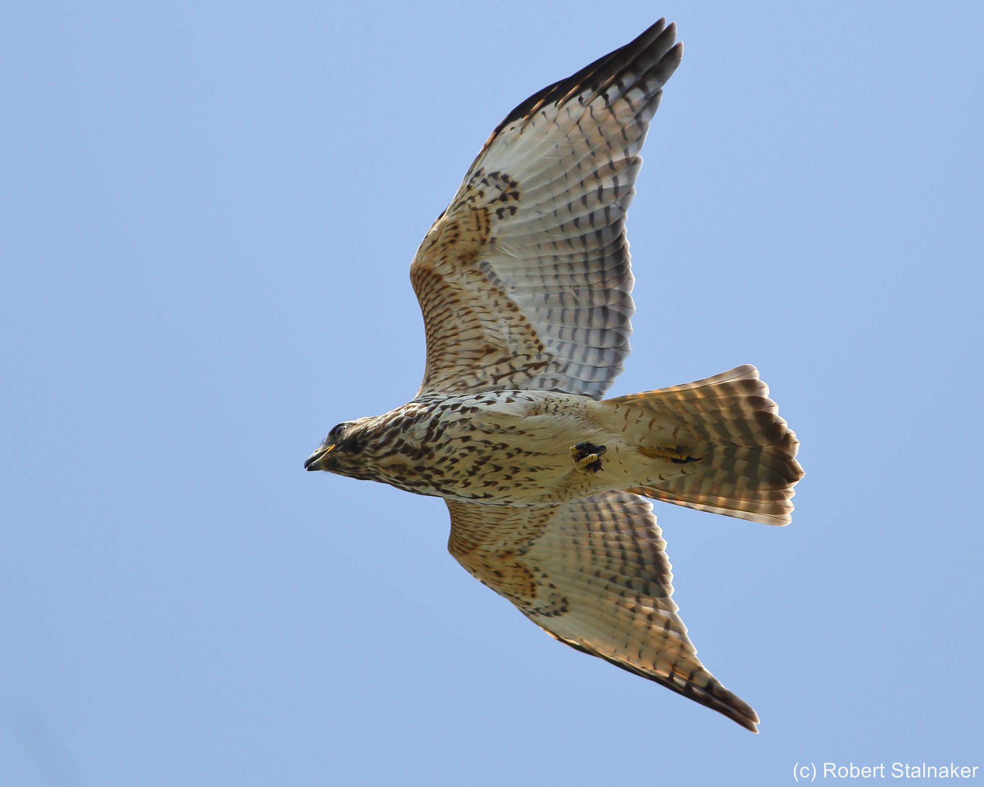Florida Raptors