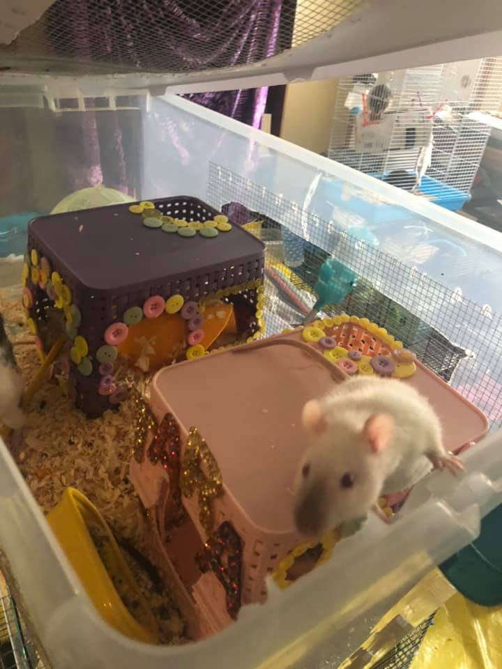 Muskegon mischeif rats