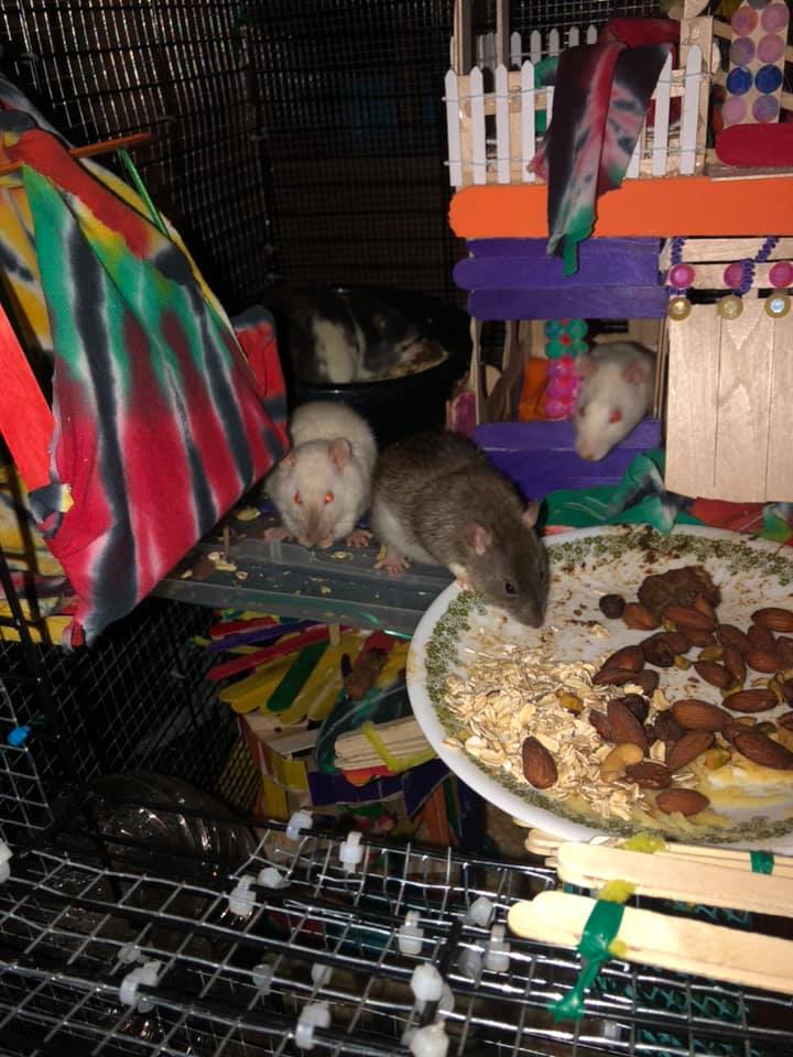 Muskegon mischeif rats