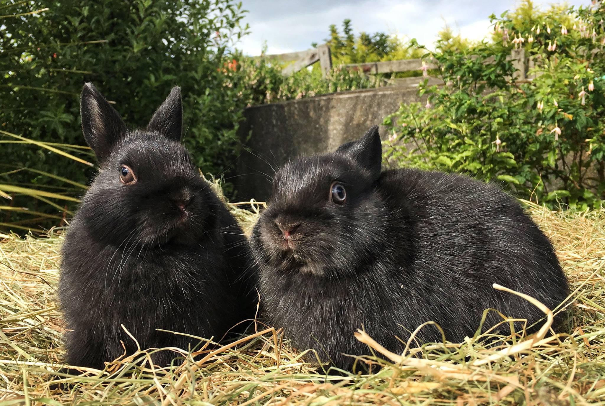We currently have two handsome... - Little Willow Rabbitry