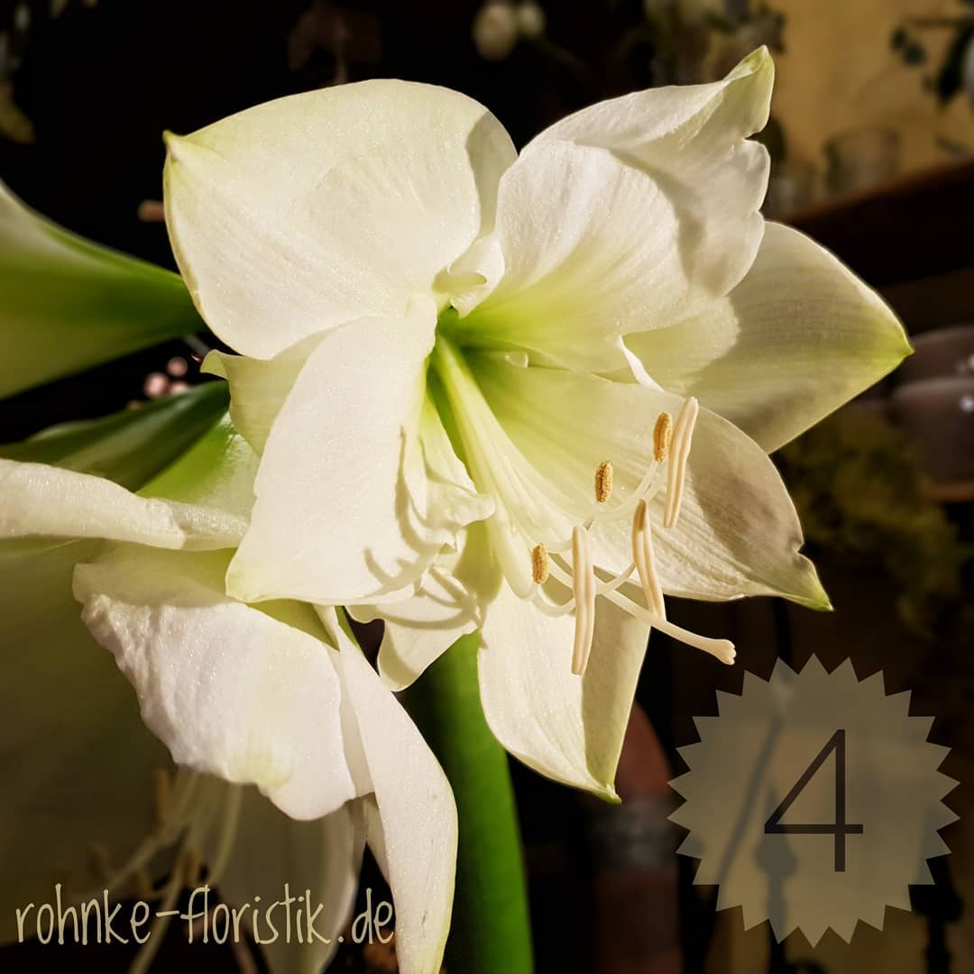 Rohnke Floristik - Eine unserer #Lieblingsblumen zur #Weihnachtszeit ...