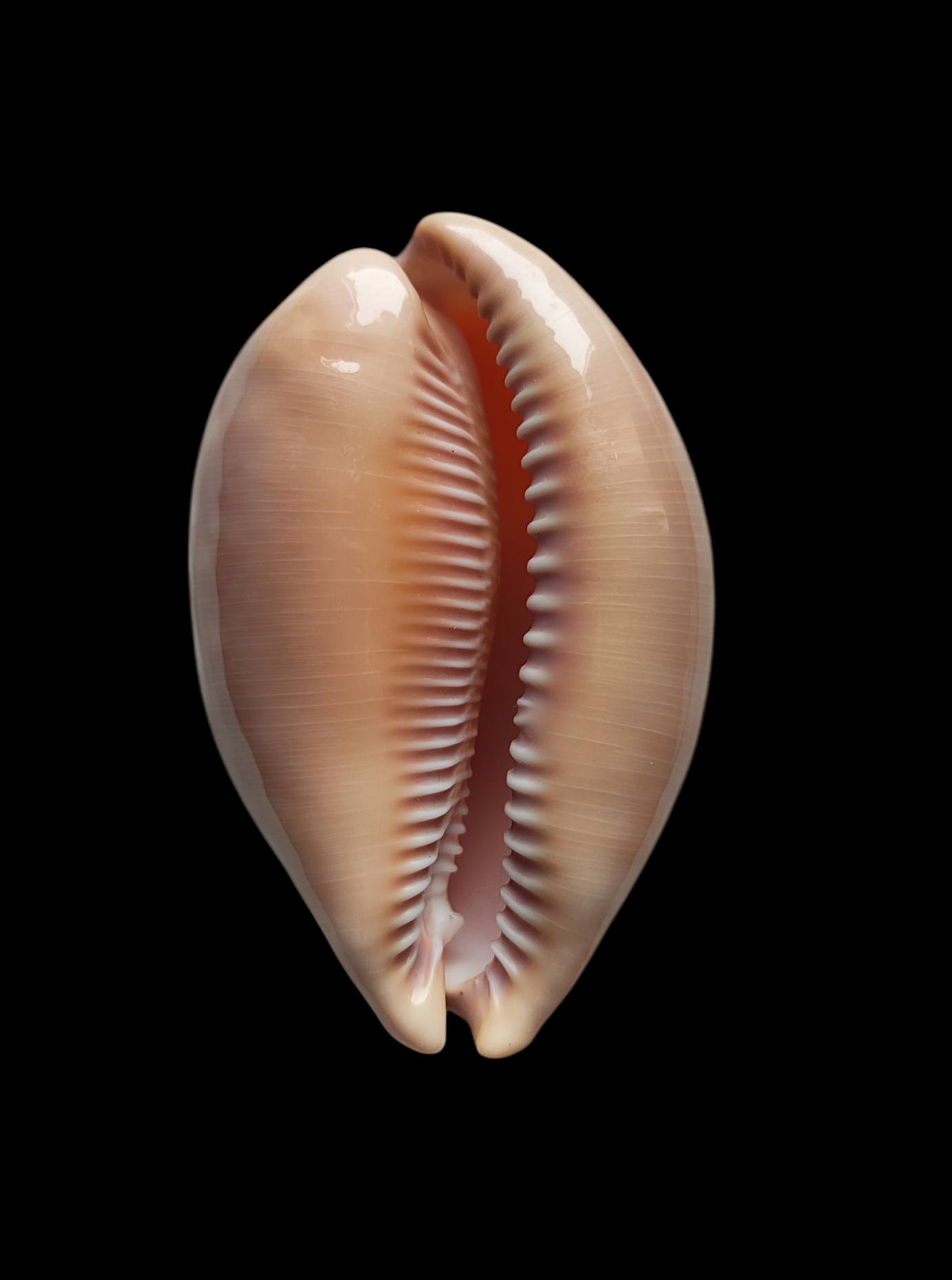Callistocypraea broderipii, mm.91 Dived at 35 mt.depth. in cave