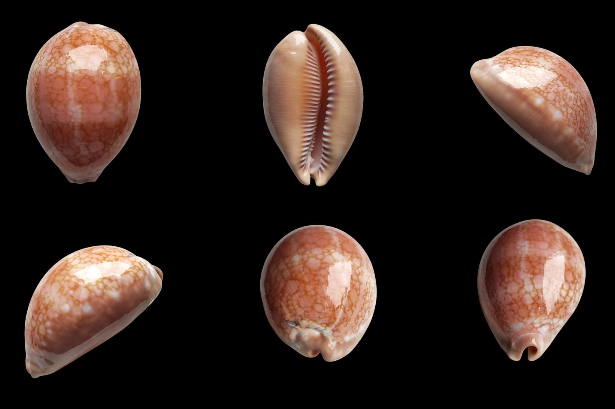 Callistocypraea broderipii, mm.91 Dived at 35 mt.depth. in cave