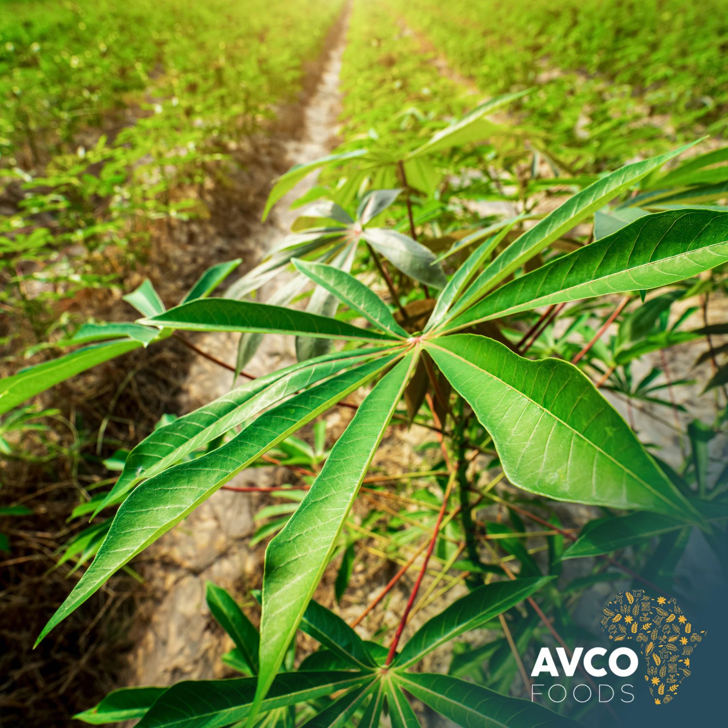 AVCO Foods - We’ve met so many people who have never even... | Facebook