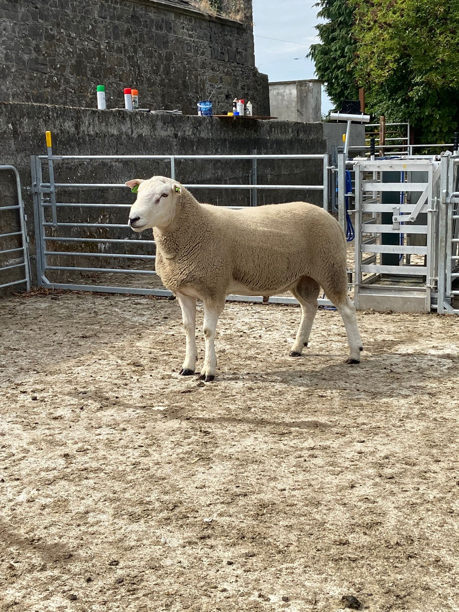 The Boys are in Town... Some of the... - Lleyn Sheep Ireland
