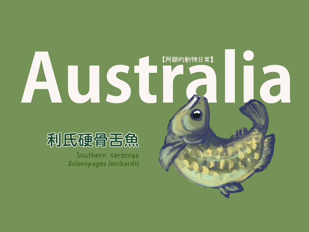 阿鏘的動物日常 利氏硬骨舌魚 在水族市場又稱澳洲龍魚 星點珍珠龍魚 是能長到超過一米的大型淡水魚 ﾟ ﾟ 講 龍魚 大家一定不陌生 在亞洲地區養龍魚 是財富象徵 有好幾種龍魚被當寵物飼養 近期比較有名的龍魚出現在恐怖遊戲中