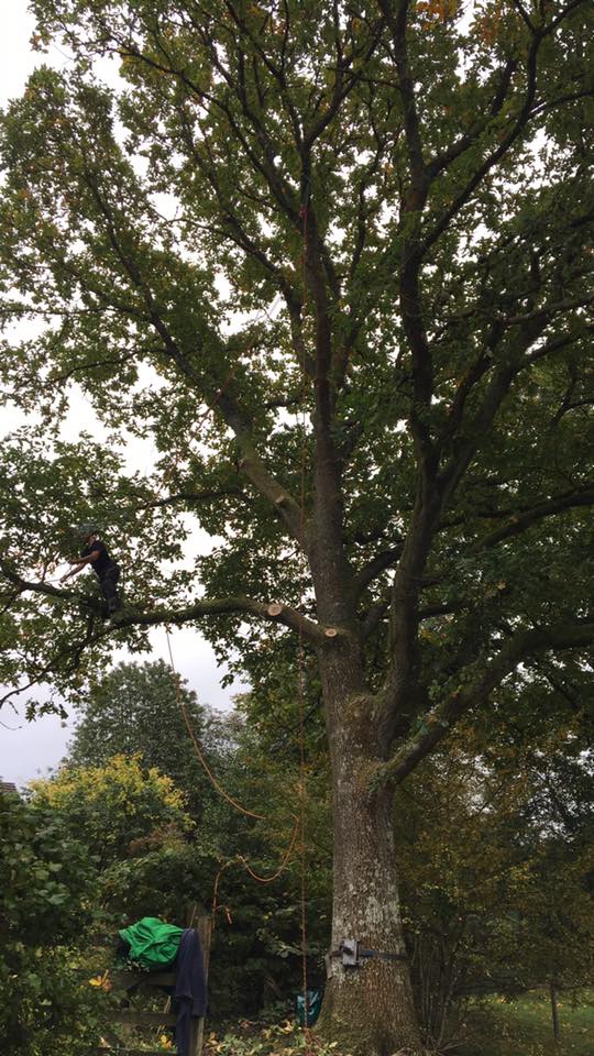 Sw forestry and tree services