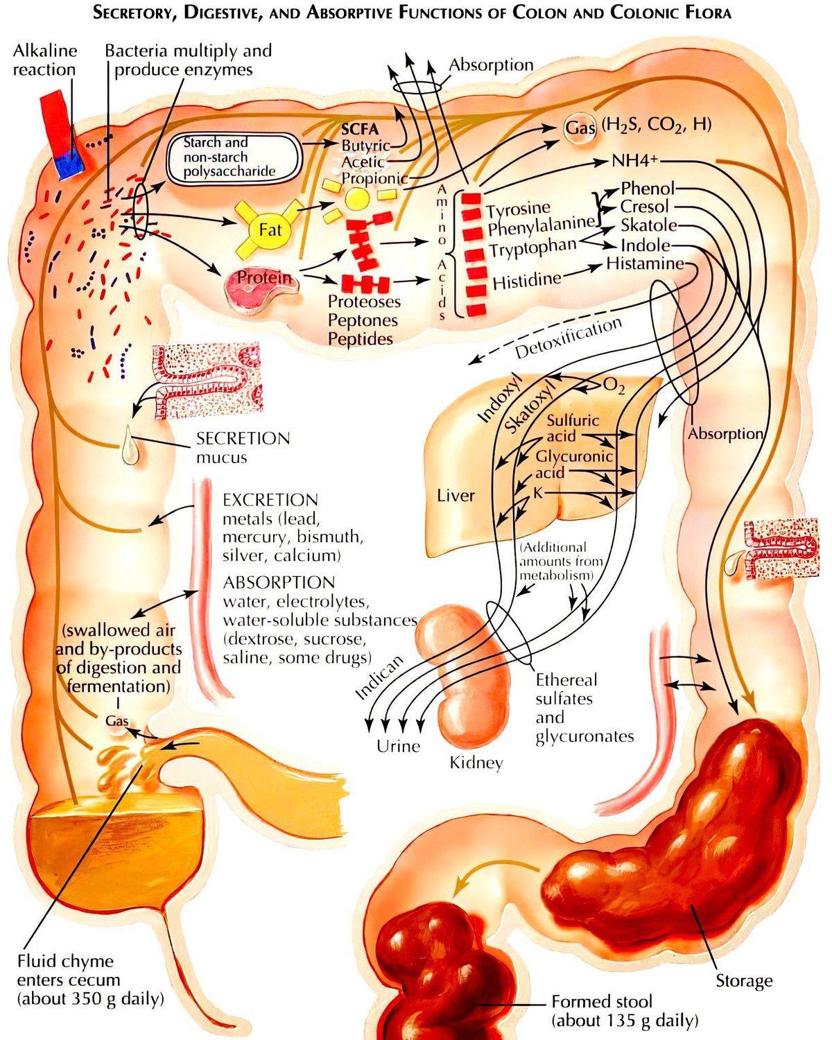 William - Your gut isn’t just digesting food… It’s running a ...