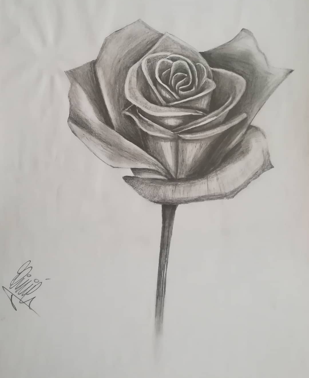 Rosa Dibujo Lapiz Dibujo Original De La Rosa Roja. Lápiz De Colores