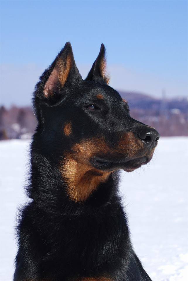 Beauceron, Bas rouge, berger de beauce