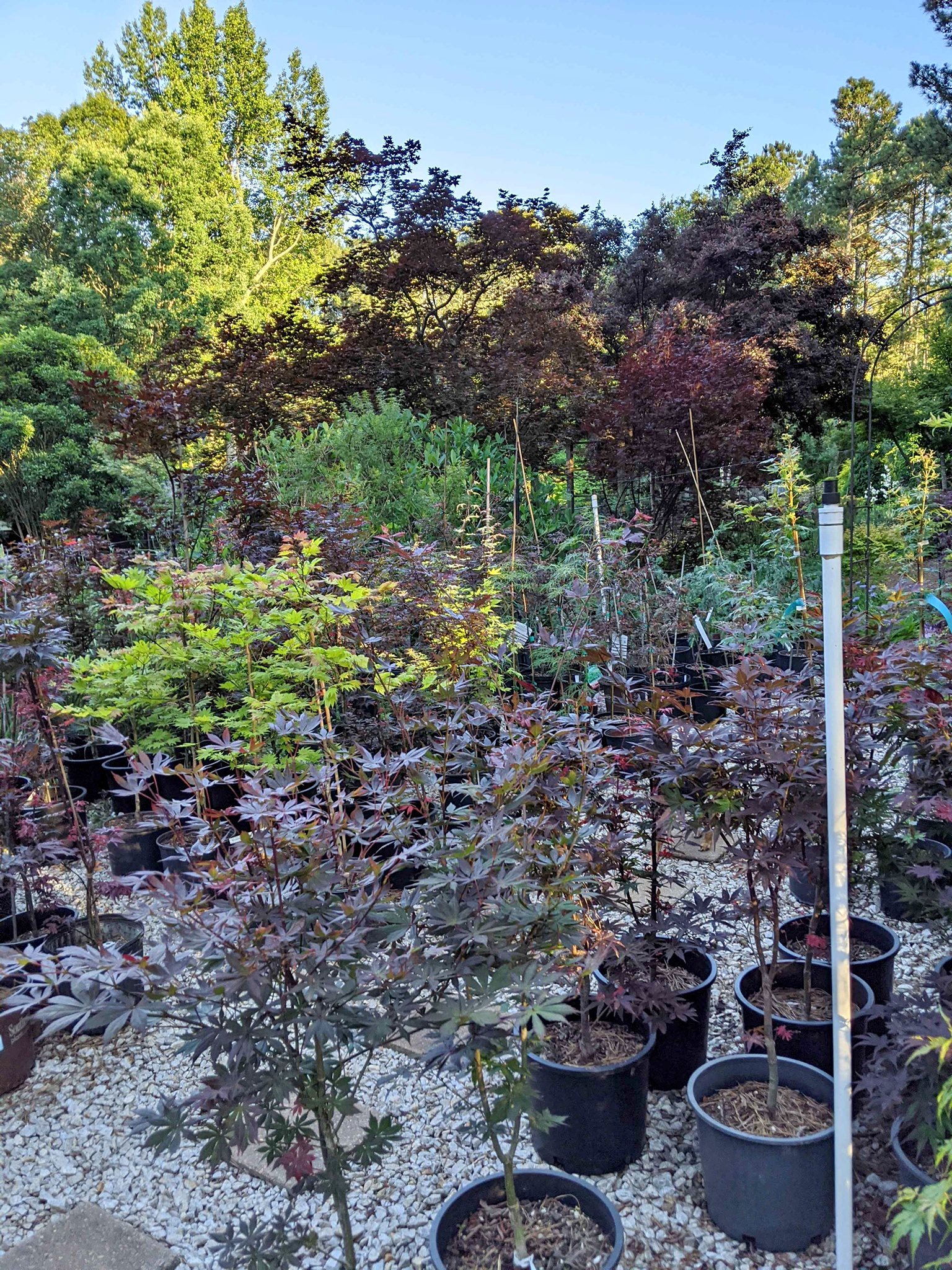 Japanese Maple Trees for sale in Pensacola, Florida | Facebook Marketplace