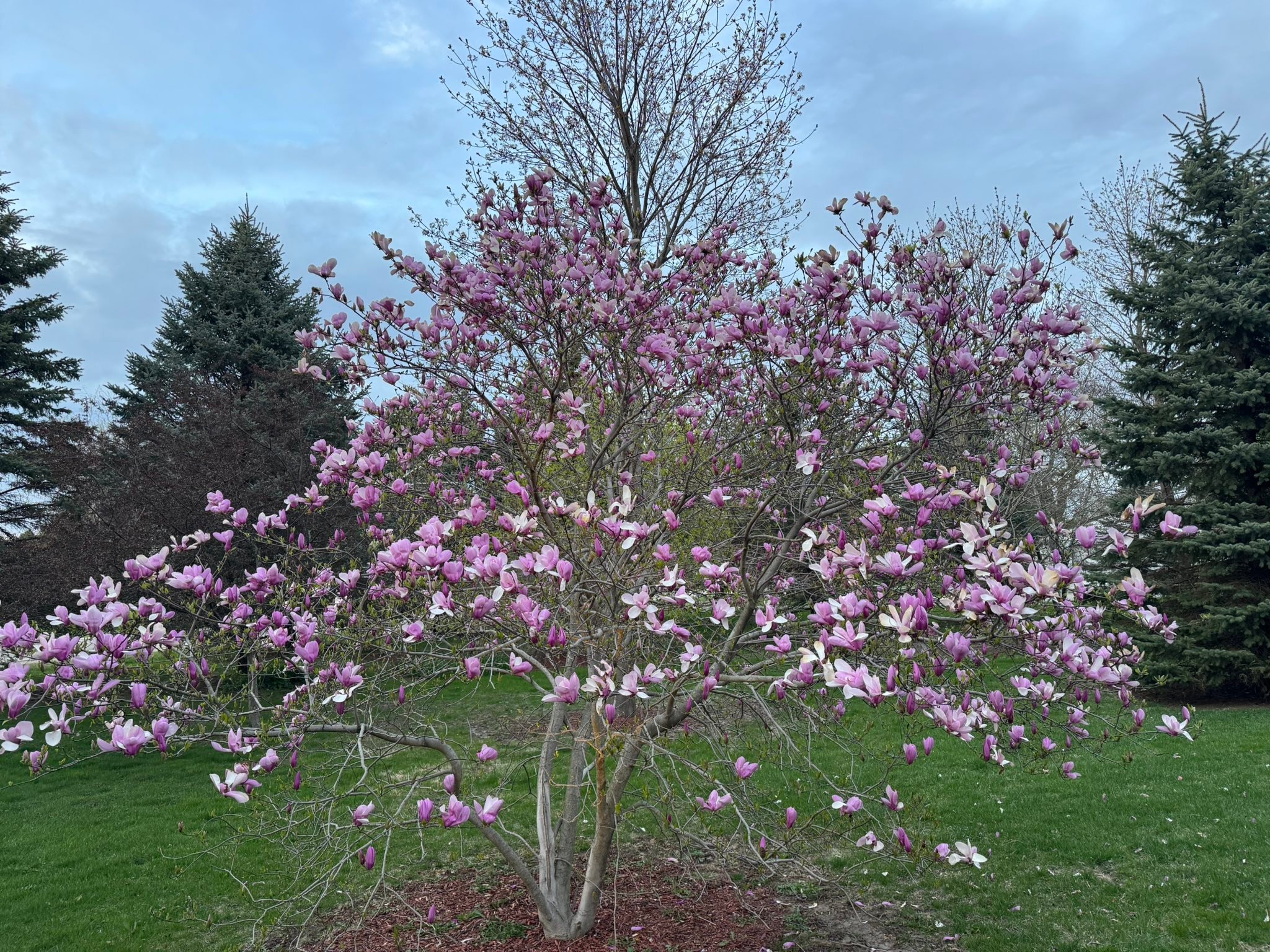 I love spring ￼