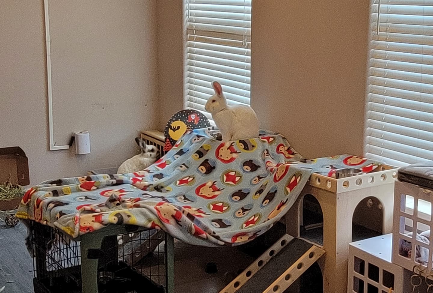 Reno Rabbit Advocates
