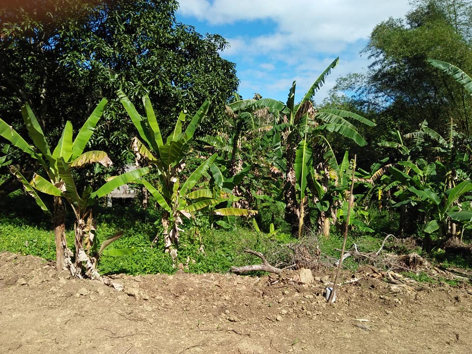 Banaybanay Farm beside Balite Falls Amadeo Cavite | Amadeo