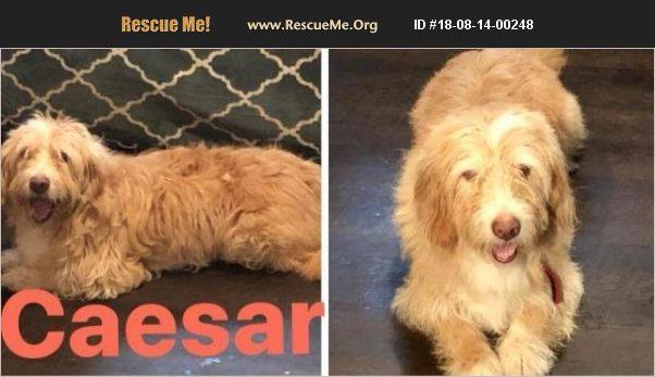 Petit Basset Griffon Vendeen Rescue