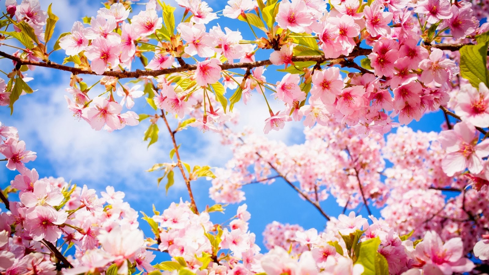 Spring - ربيع