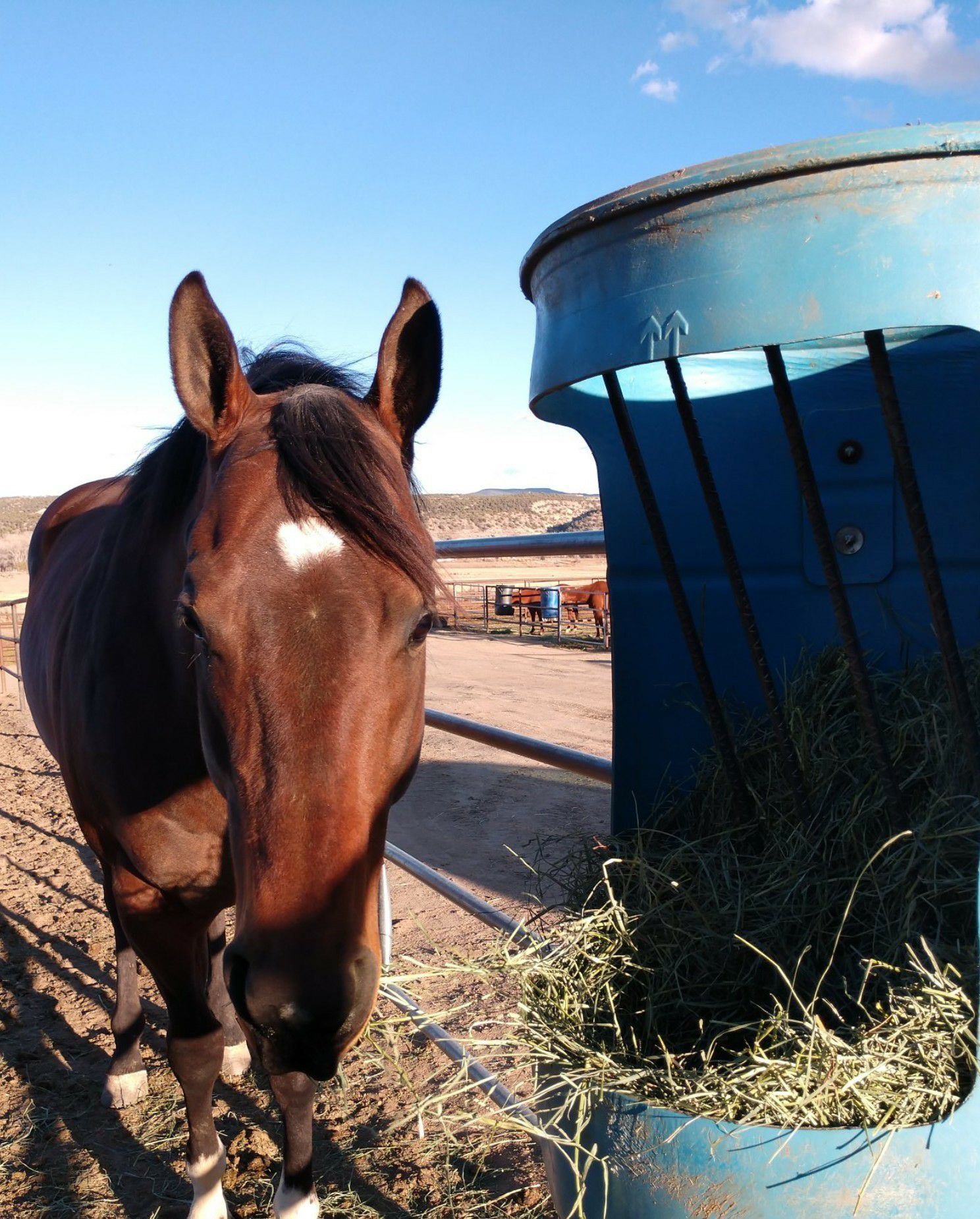 Sky Stone Ranch - & it's dinner time!! Rite Favorite says...