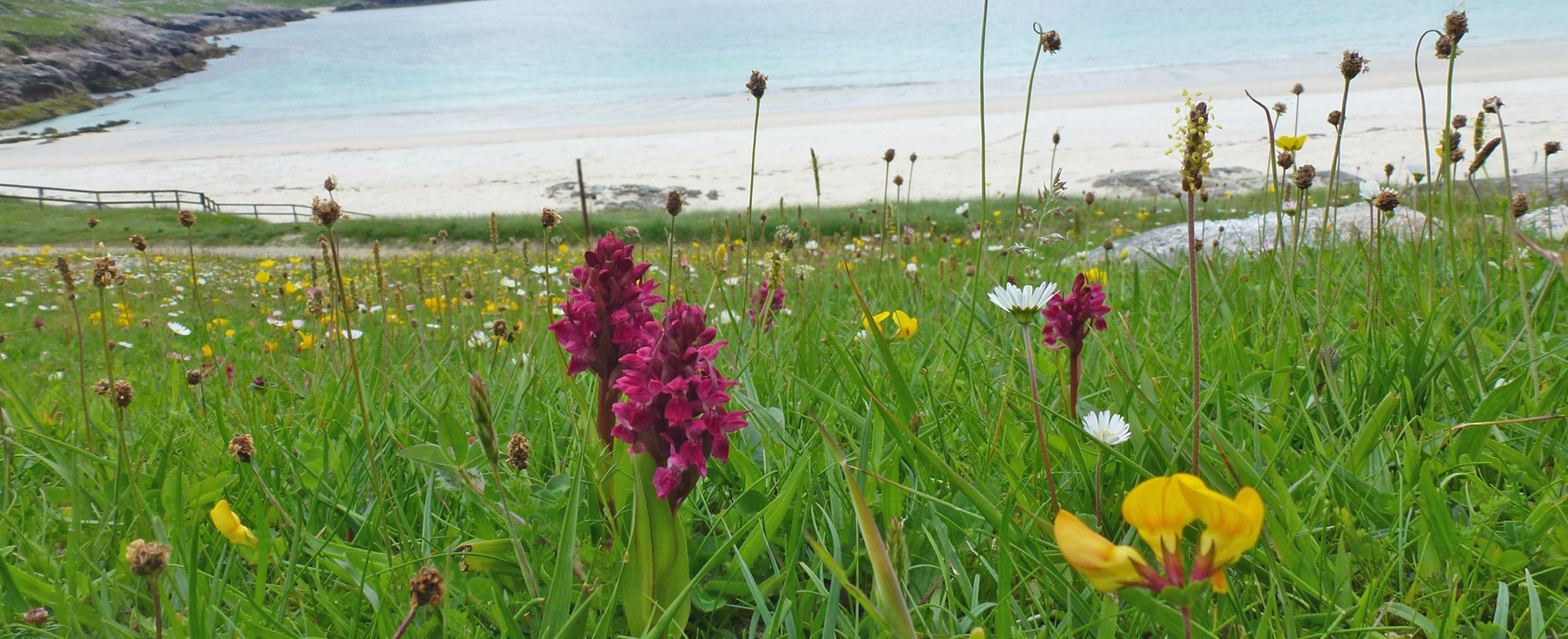 Wildflowers & Fungi of Scotland | Some common and not-so-common finds ...