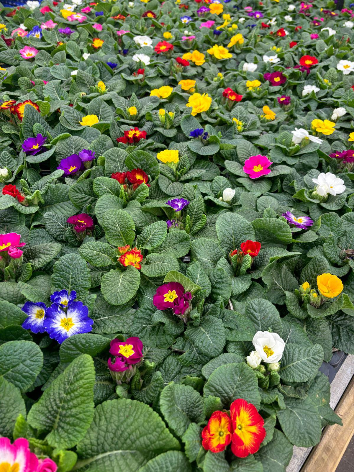 Springtime Nurseries Crews Hill | London