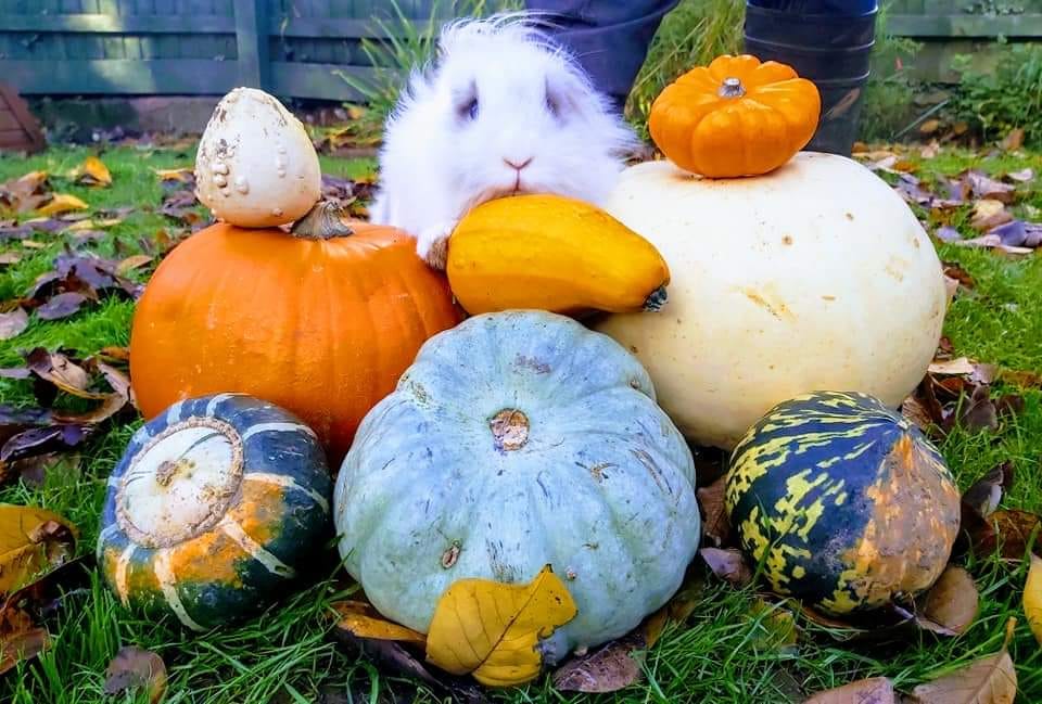 Rogers' Rabbits Retirement Residence | Cardiff