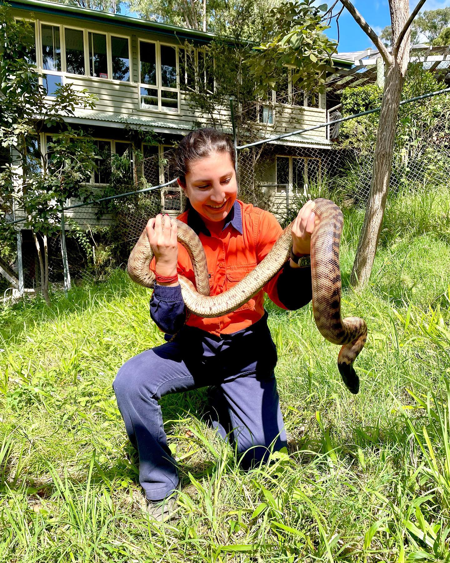 Mira verde ecuador - The Black-headed python (Aspidites melanocephalus ...