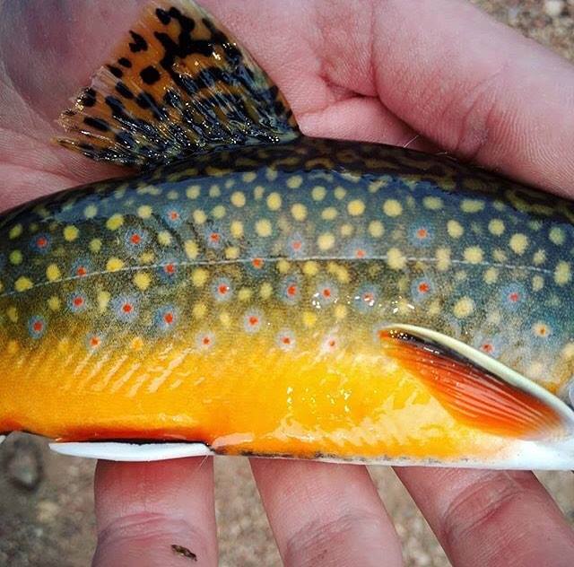 brook trout lure colors – PAN Handmade LURES Brook Trout