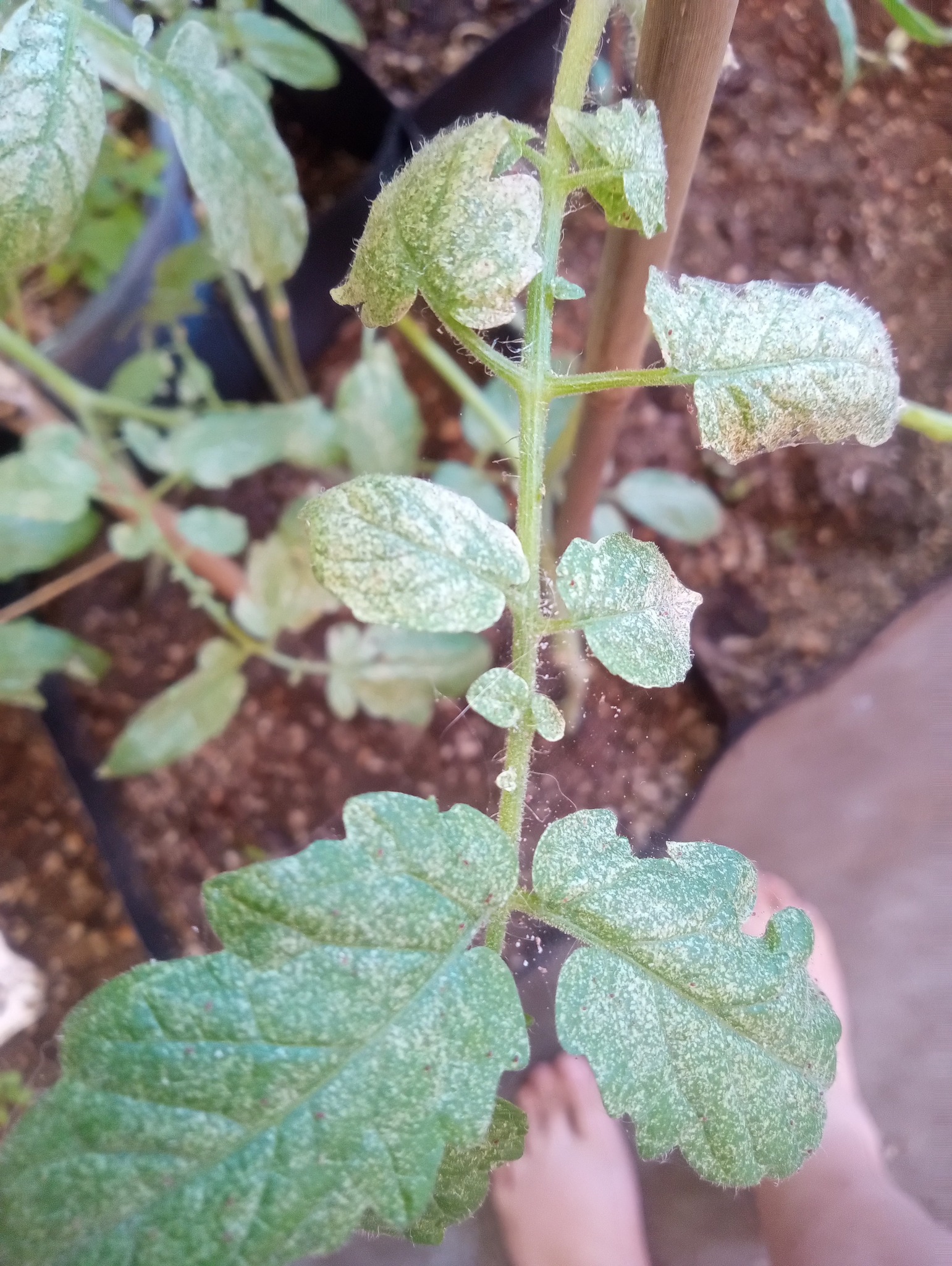 What's causing white fuzz on my tomato plant?