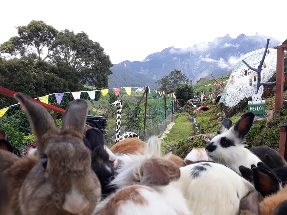 Pemandangan indah dan udara yang... - D'mesilau Rabbit Garden | Facebook