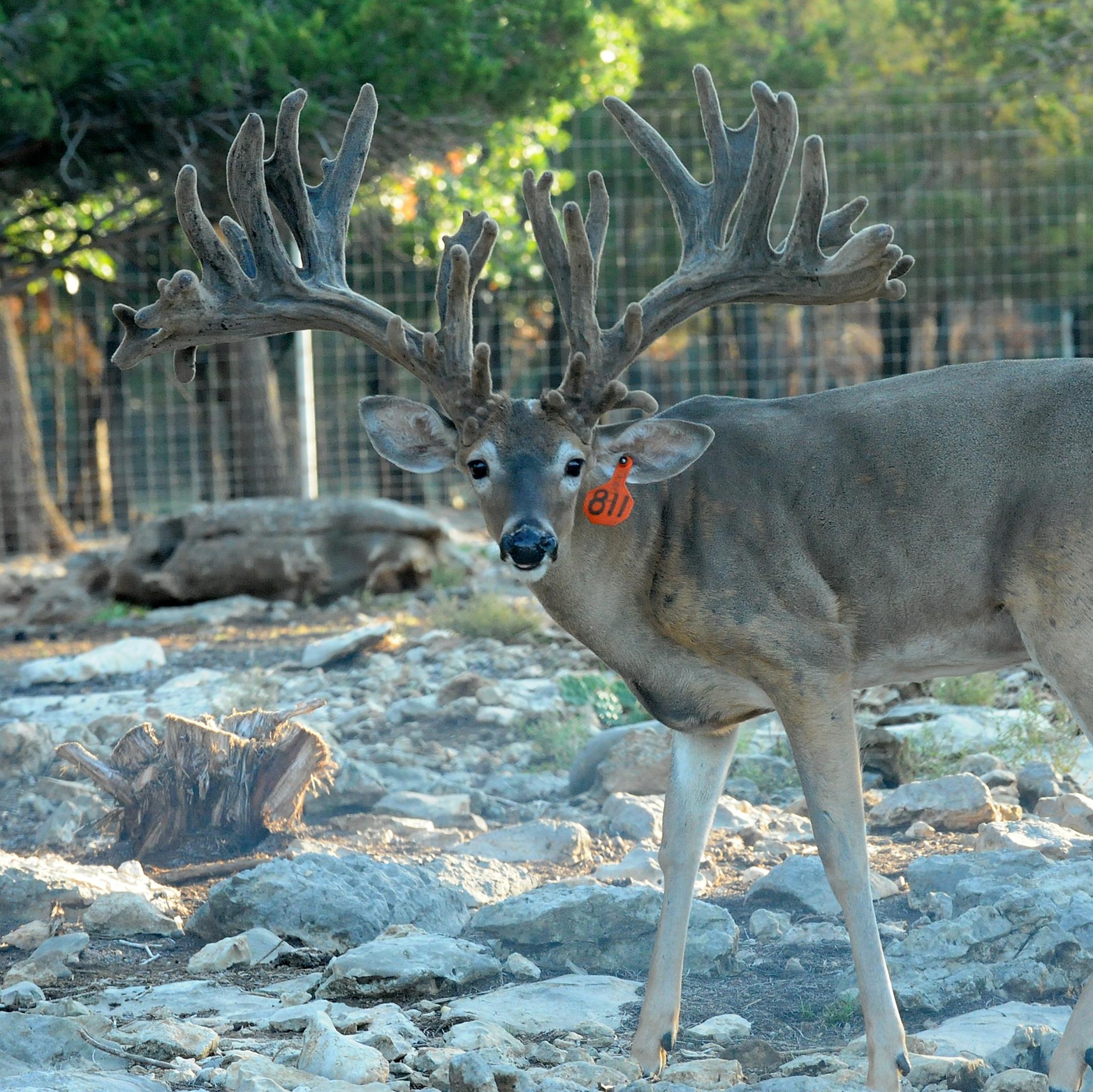 Indian Mountain Ranch | Southlake TX