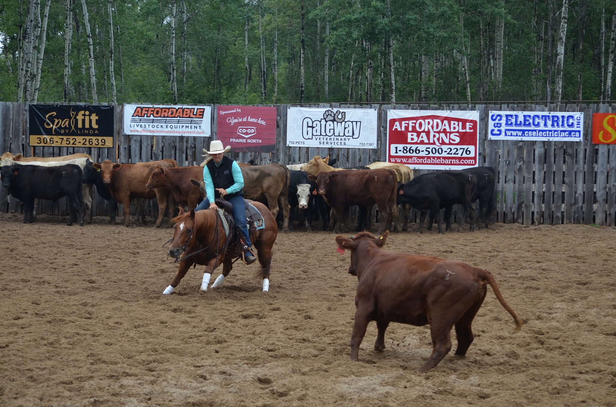 Beldon Bison Ranch & Performance Horses | Nipawin SK